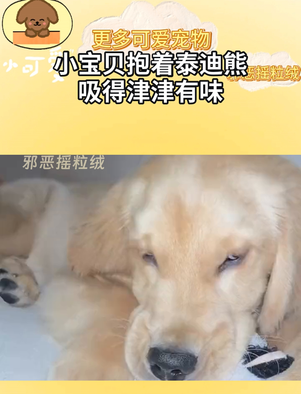 小宝贝抱着泰迪熊,吸得津津有味