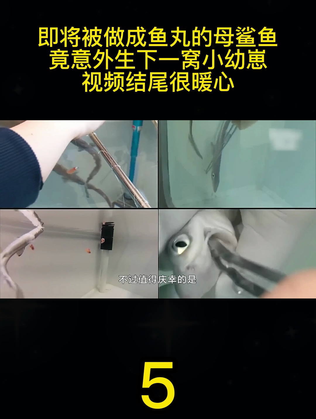 鱼丸命运逆转,母鲨鱼生下幼崽