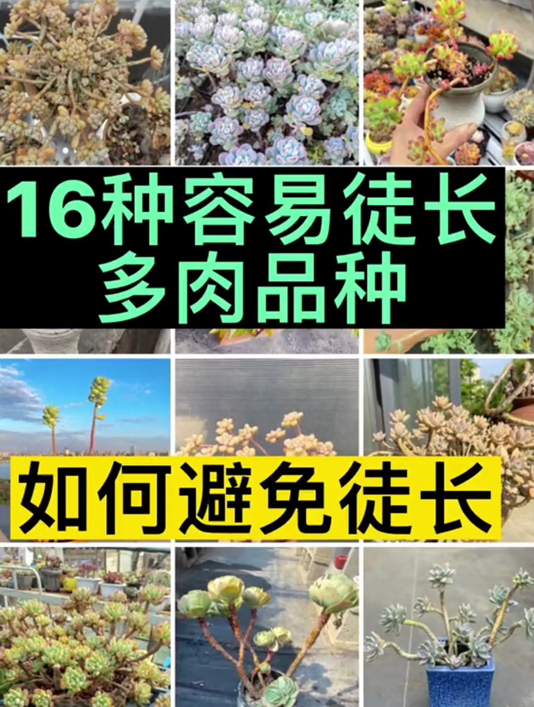你知道哪些品种的多肉容易徒长吗?分享16种容易徒长的多肉
