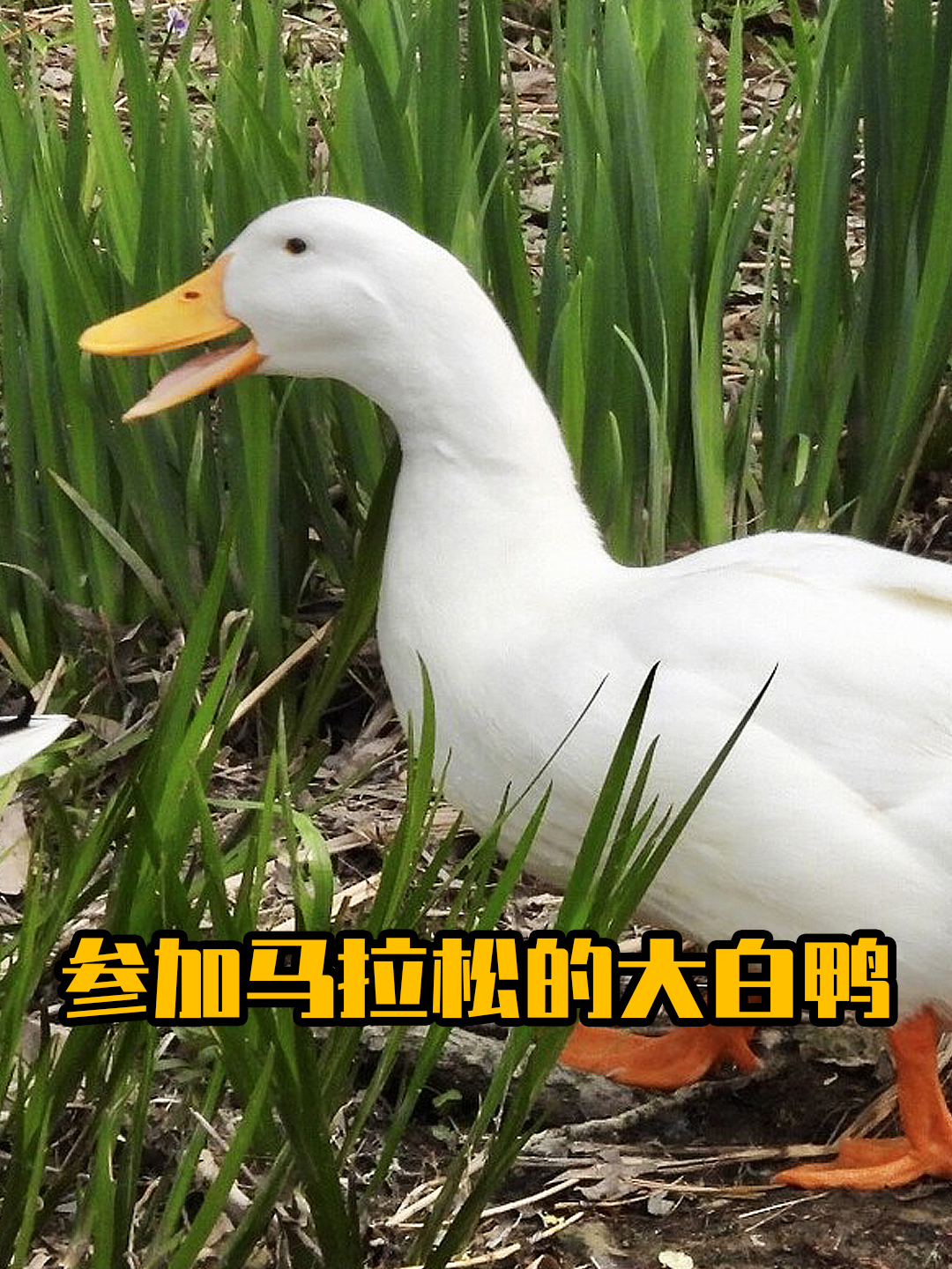 参加马拉松的大白鸭竟然还获奖了