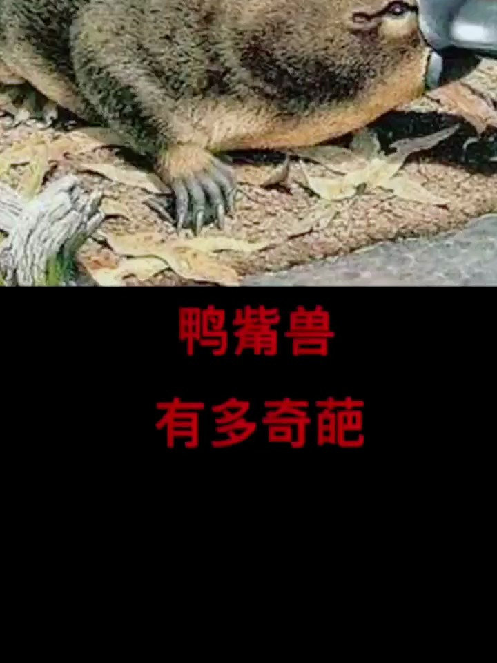 野生动物零距离,鸭嘴兽有多奇葩