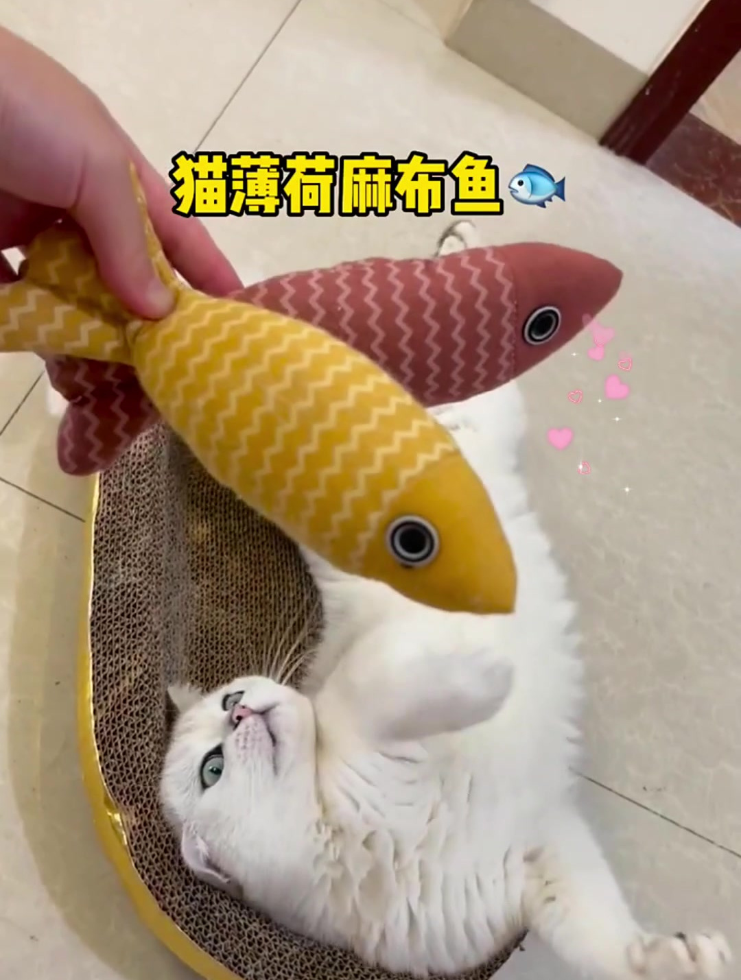 你知道猫薄荷对猫有什么影响吗,一起来看看吧