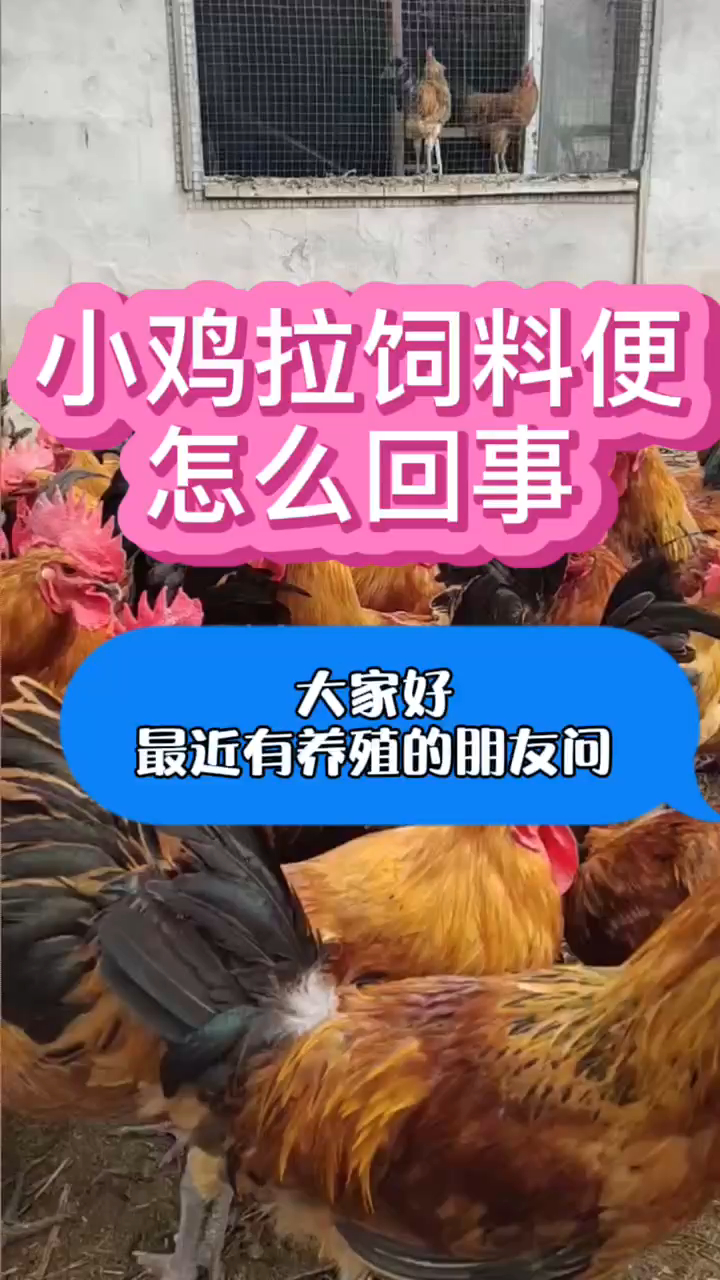 小鸡拉饲料粪是什么引起的 鸡拉饲料便怎么办小鸡拉料粪是怎么回事 蛋鸡过料粪便用什么