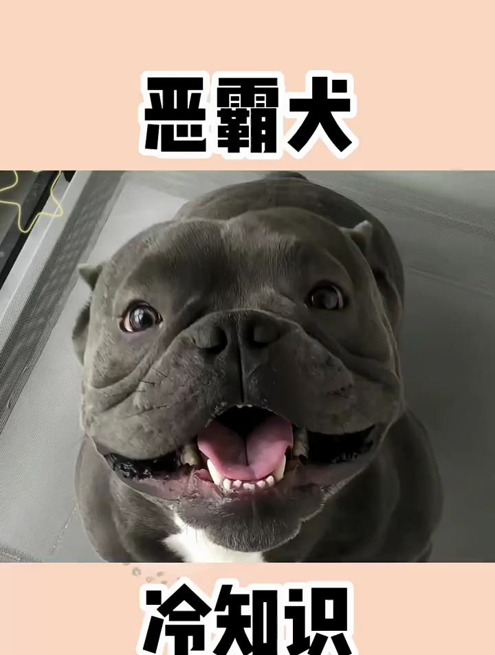 冷知识 恶霸犬虽然名叫恶霸,但其实是个肌肉小甜甜