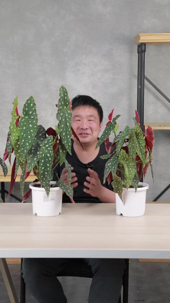 今年红火的室内植物,鳟鱼海棠,颜值还是比较高的