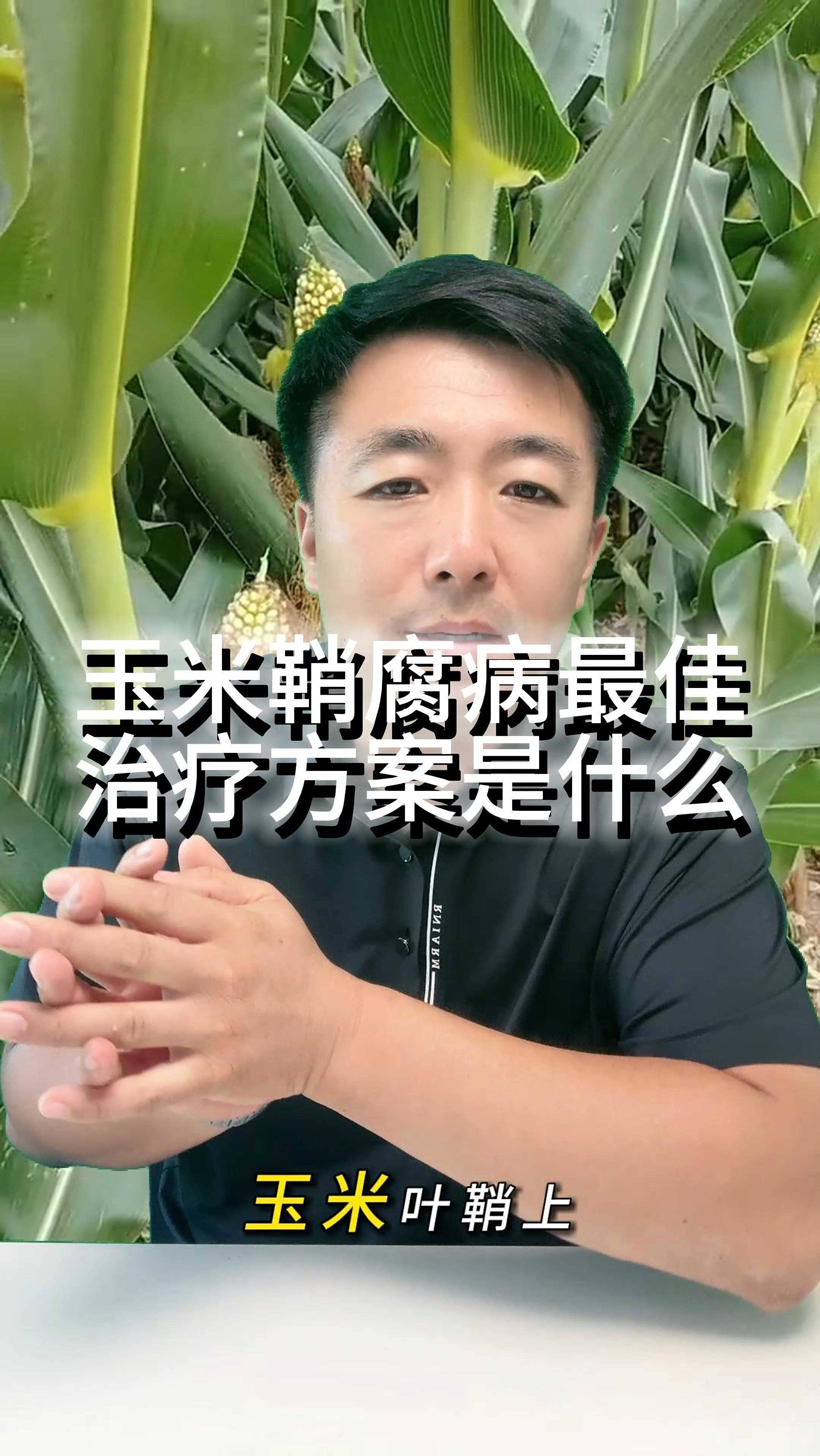 玉米鞘腐病最佳治疗方案是什么