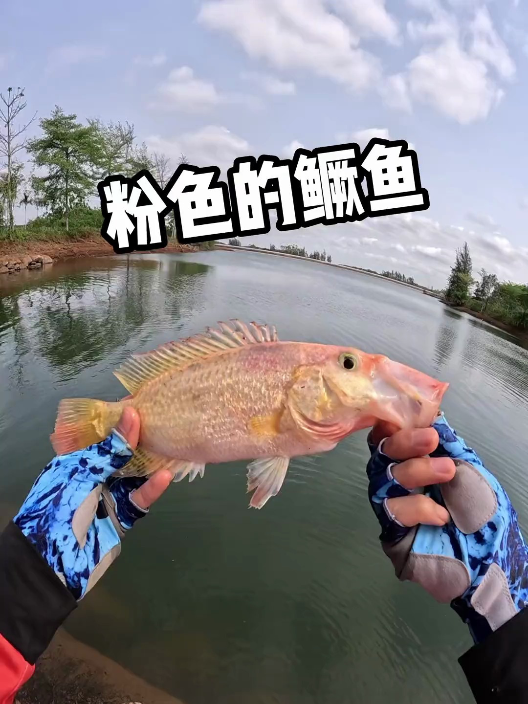 粉色的鳜鱼你们见过了吗