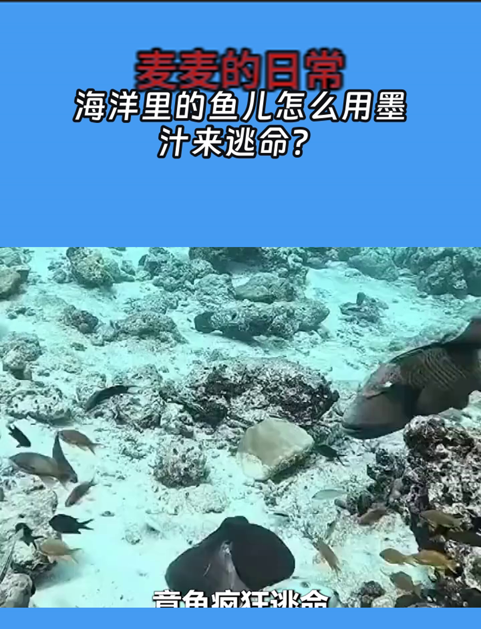 海洋里的鱼儿怎么用墨汁来逃命?