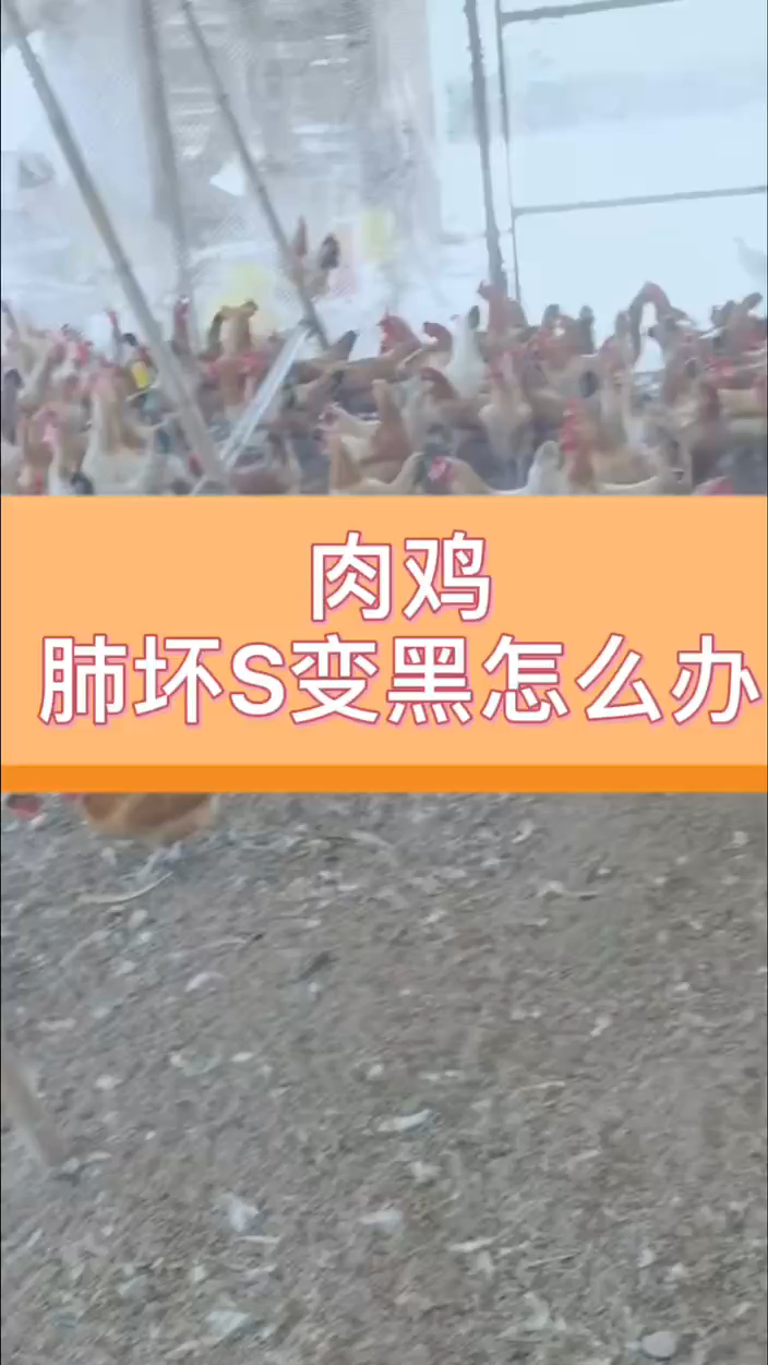 肉鸡肺坏死变黑怎么办肉鸡肺部发黑的原因鸡肺部发黑什么原因鸡肺黑了是怎么回事