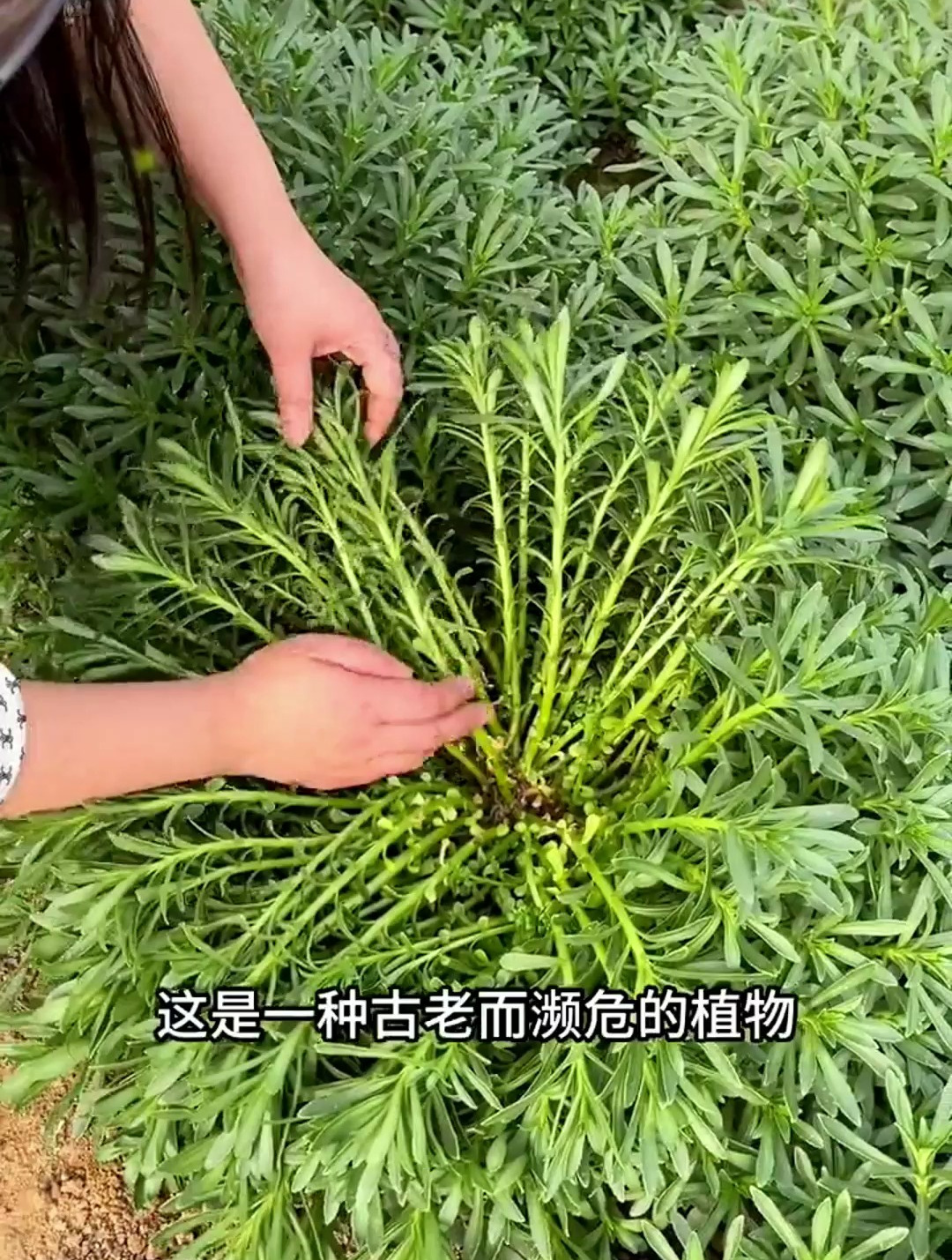 人们常把这个野菜,认成水马子菜,两者的价值可是天差地别