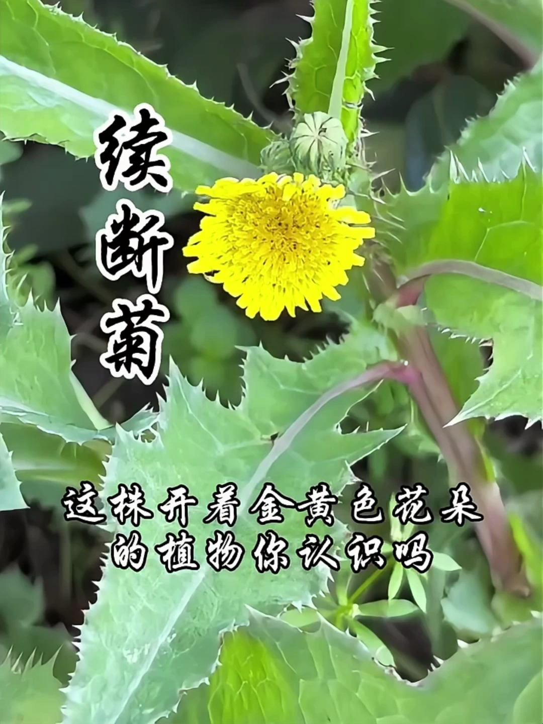 听说过续断菊吗?还有个名字叫恶鸡婆,和苦苣菜长得几乎一模一样