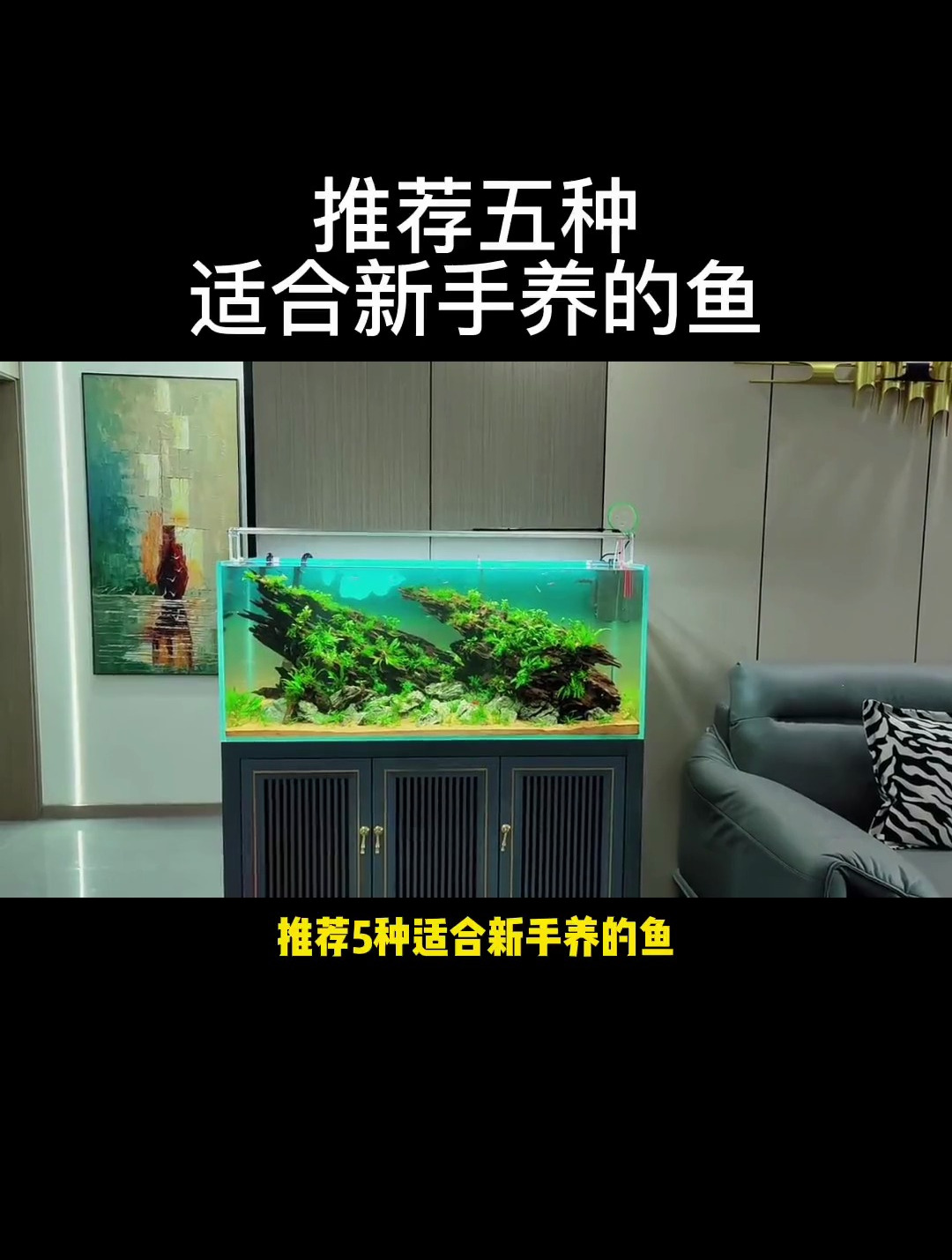 新手养鱼养什么鱼?新手推荐五种观赏鱼,入坑吧同学!