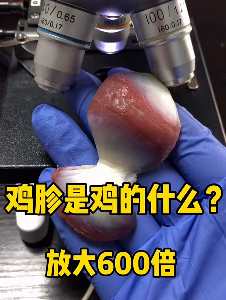 显微镜下的世界,鸡胗是指鸡的胃,放大一起来看看吧!