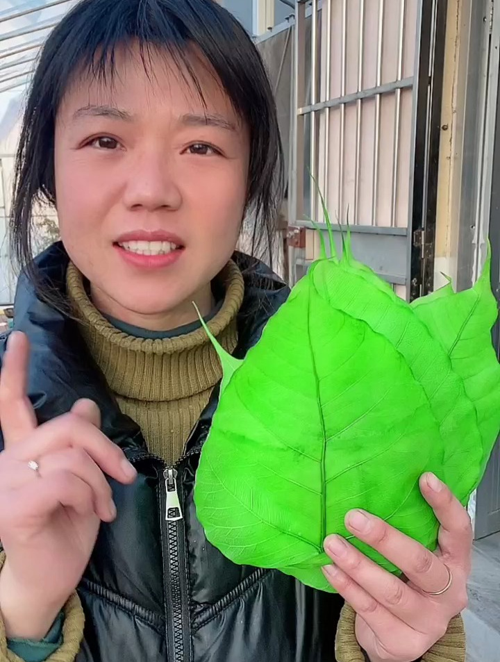 菩提树叶大叶子最美非遗文化手工教程