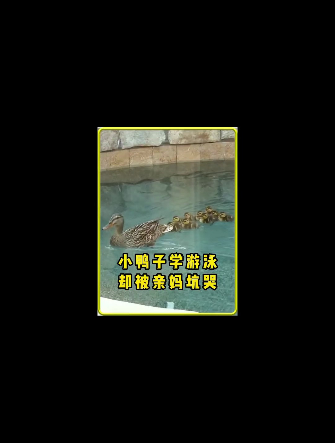 鸭妈妈教小鸭子游泳 没想到却弄巧成拙 还好有热心大叔帮忙