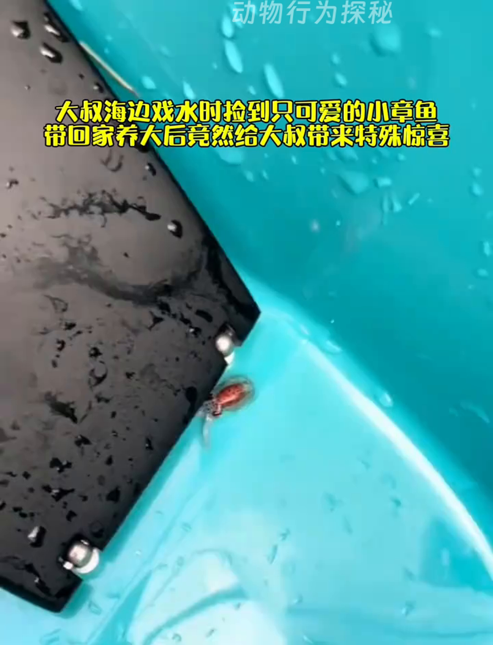 海边玩水的老外捡到萌章鱼,养大后竟有意外收获