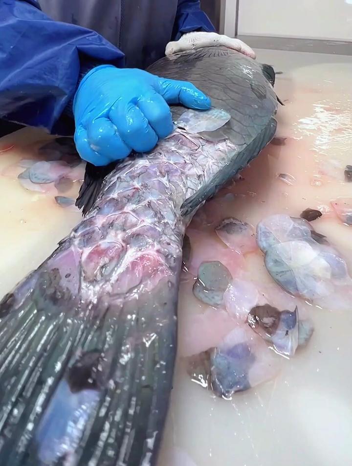 日本人都是如何杀鱼的,全程高能,看起来很解压