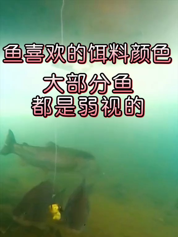 钓友们知道鱼喜欢什么颜色的饵料吗?其实大部分鱼都是弱视