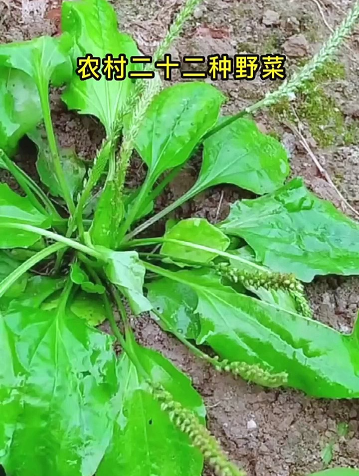 农村常见的二十二种野菜,看看你认识多少