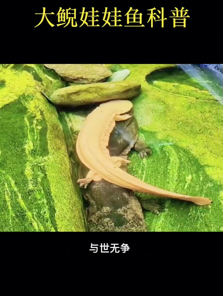 大鲵娃娃鱼,并不属于鱼类