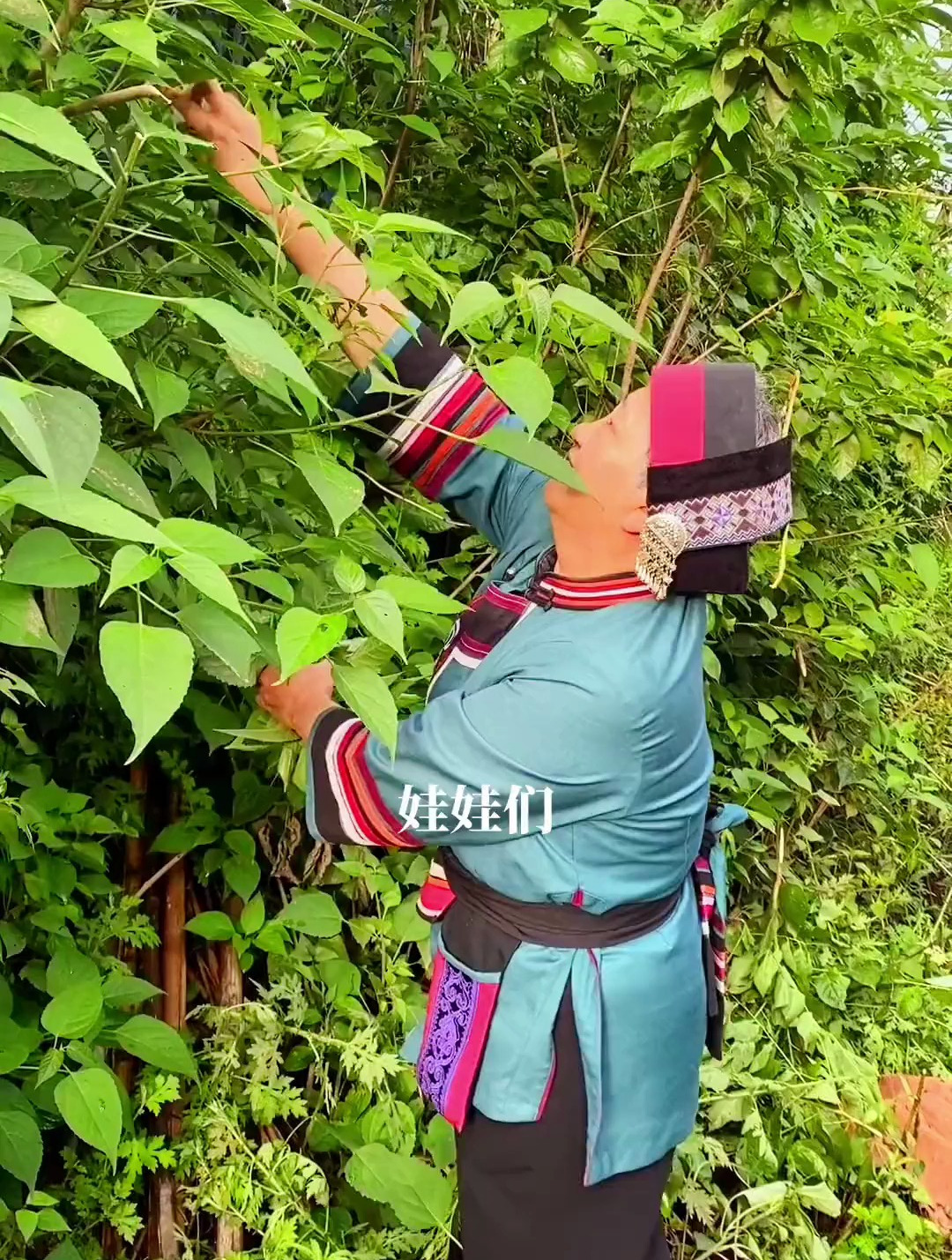 臭菜 你们吃过吗