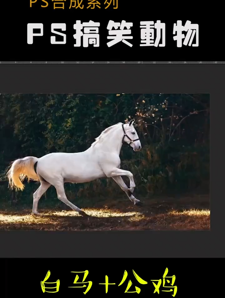 公鸡和白马组合,这样的白马你还认识吗?