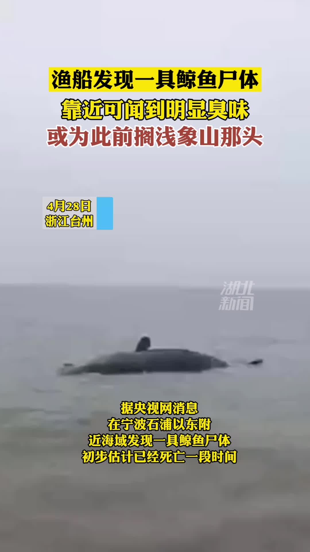 台州渔船发现一具鲸鱼尸体,疑似此前在象山搁浅被救的抹香鲸