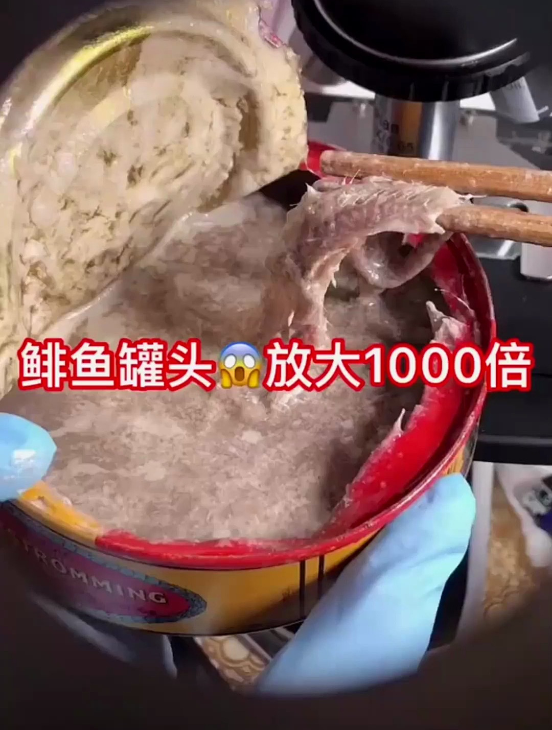 显微下放大鲱鱼罐头,世界最臭,我的天,都是细菌