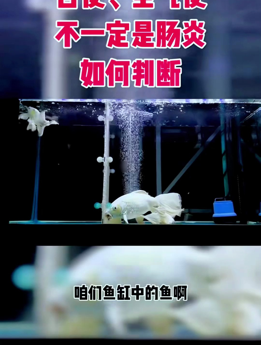 白便、空气便不一定是肠炎,怎么判断?看看专业人士怎么说的!