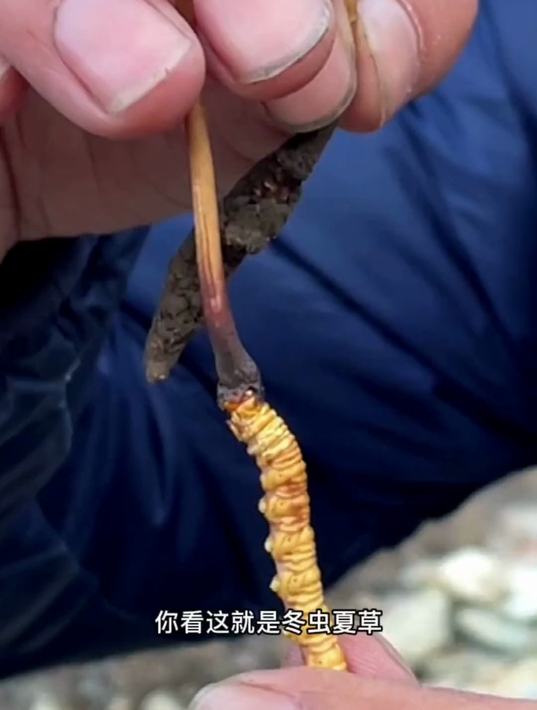 你见过冬虫夏草吗 知道它生长在哪里吗