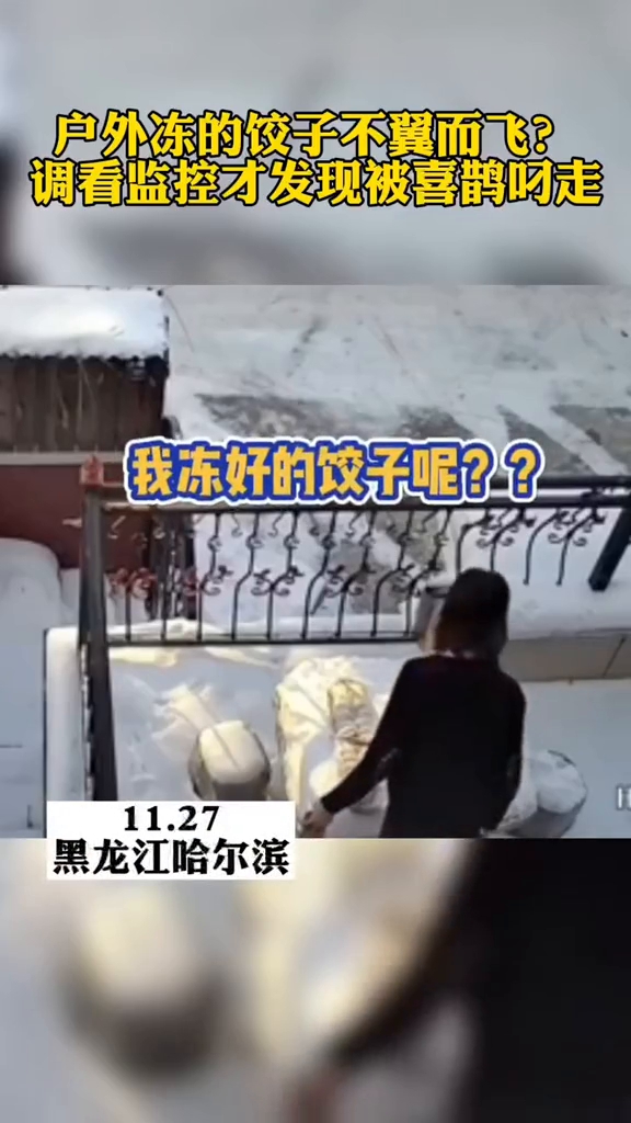 东北室外冻饺子被喜鹊叼走
