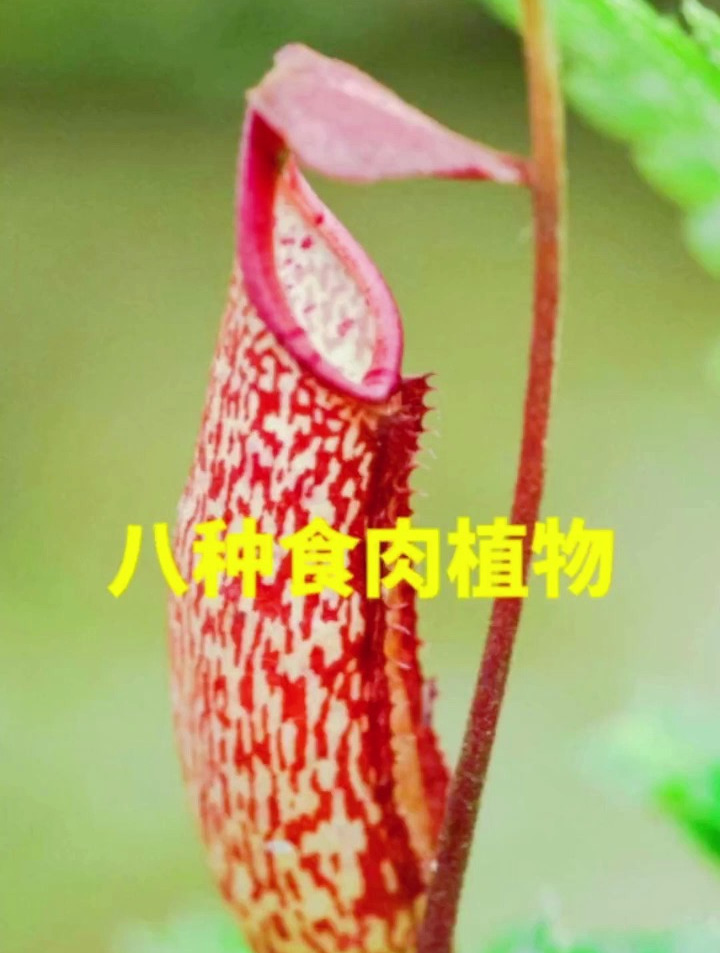 盘点八种肉食植物,最后一种能捕食小型哺乳动物(下)知识科普