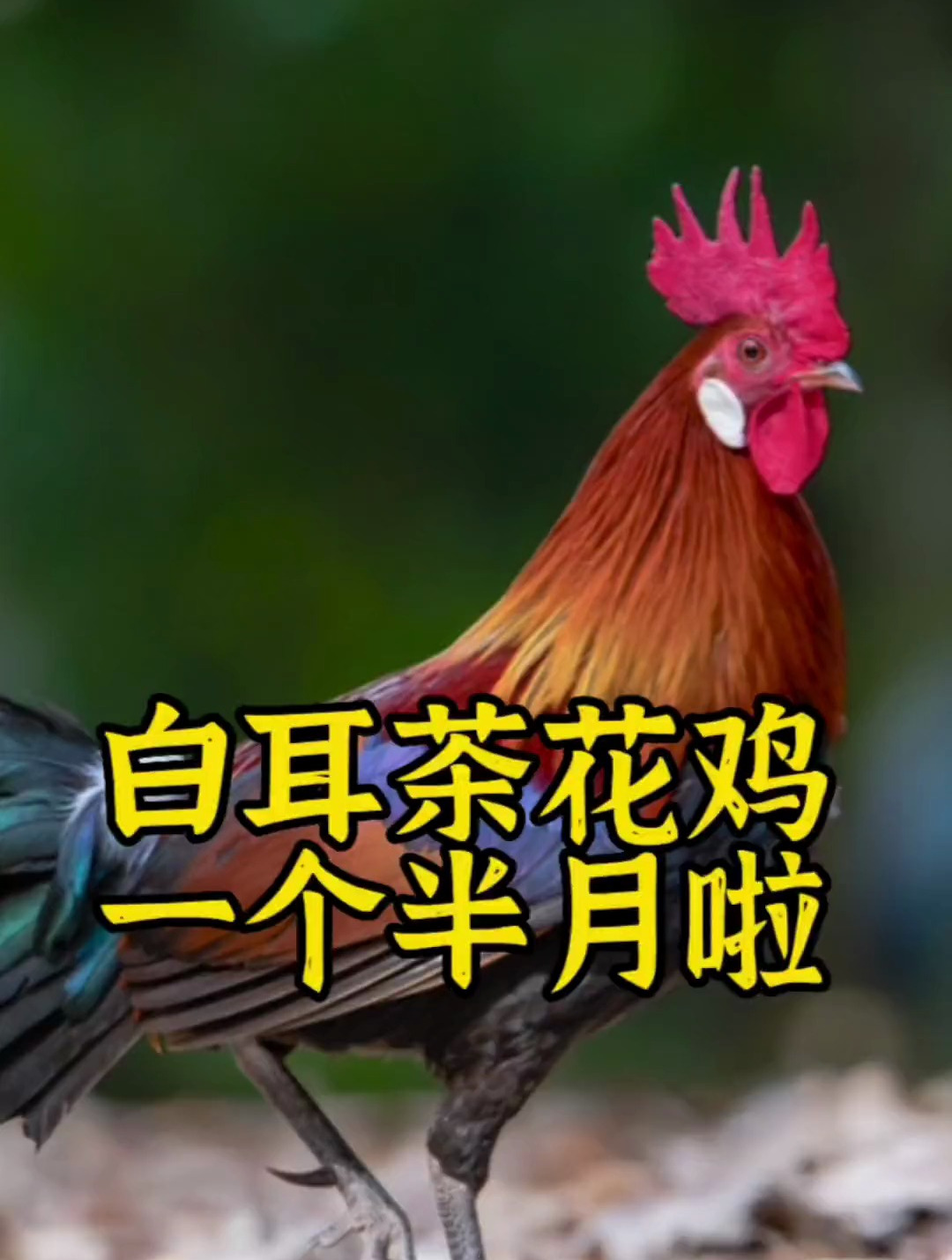 世界上所有家鸡的祖先你见过吗?我孵化的白耳茶花鸡一个半月啦!