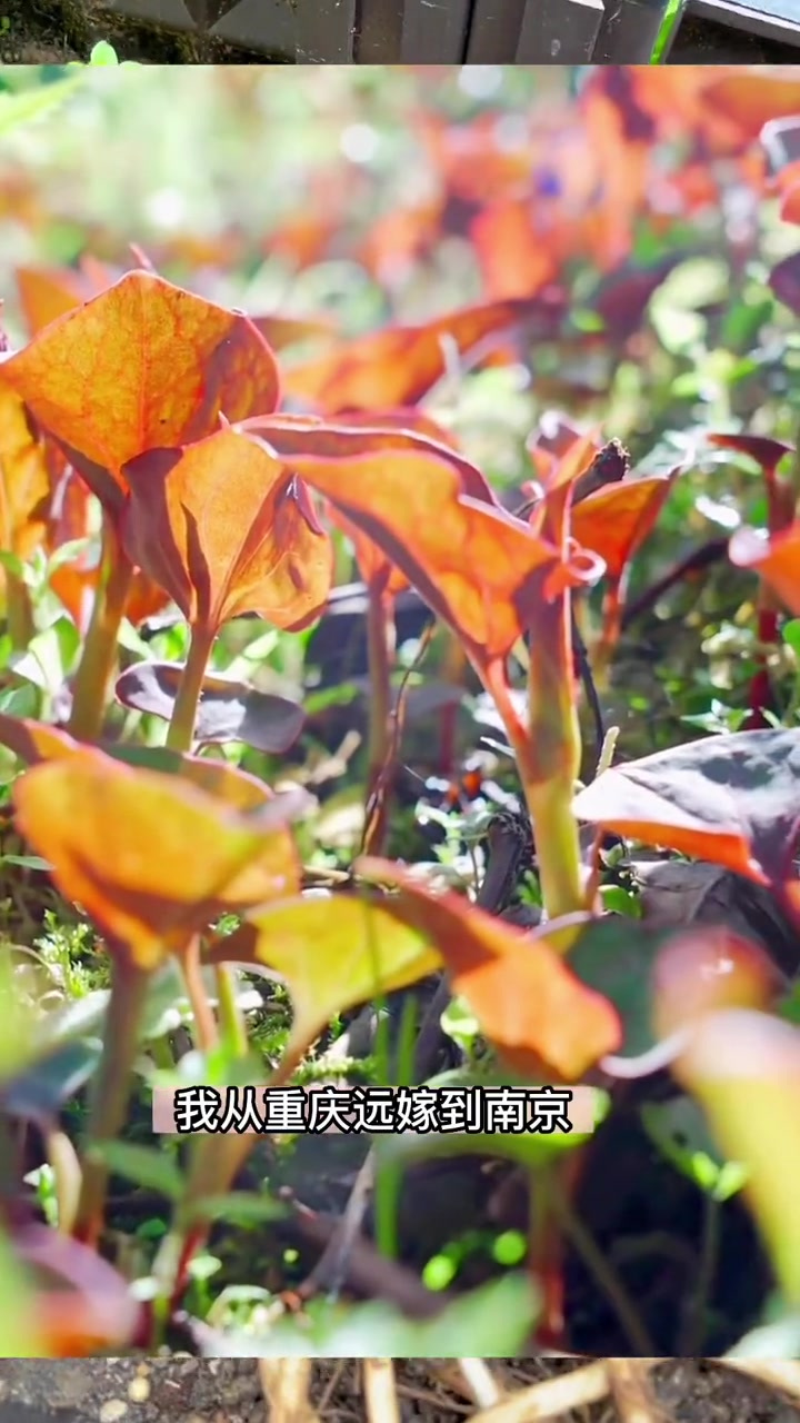 在花园阳台花盆里种下美味的折耳根,皮实好养,很容易爆根