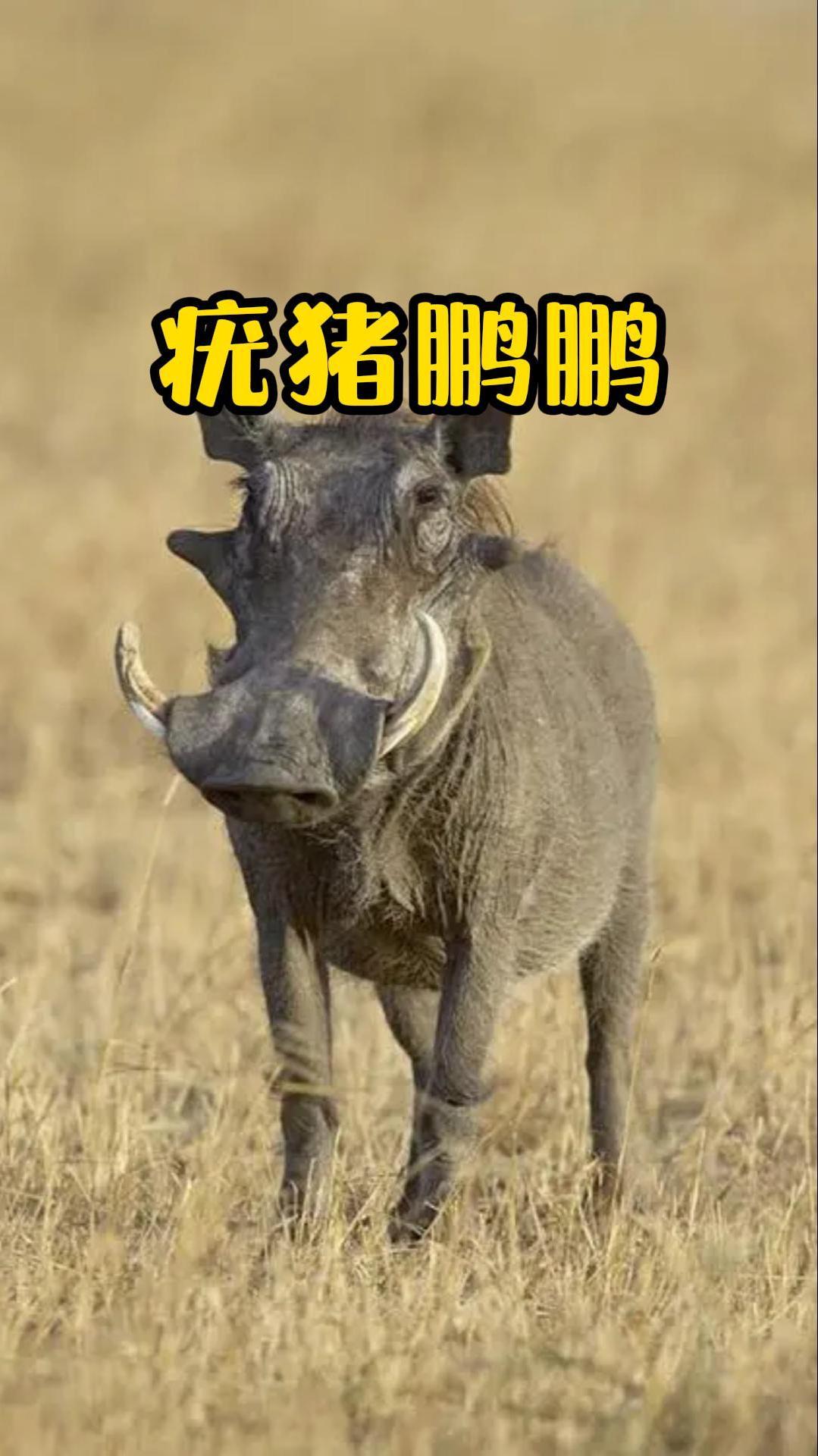 草原大帅哥疣猪,食肉动物都想跟它亲亲!