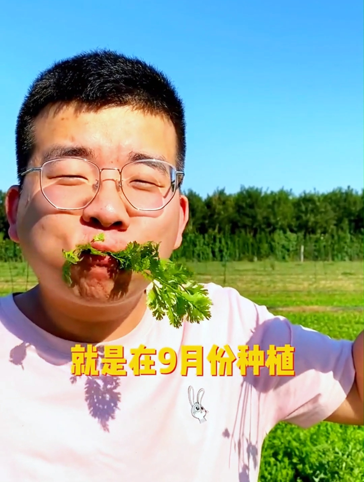 老农种植香菜有方法,掌握2个小技巧香菜新芽蹭蹭长1年都吃不完!