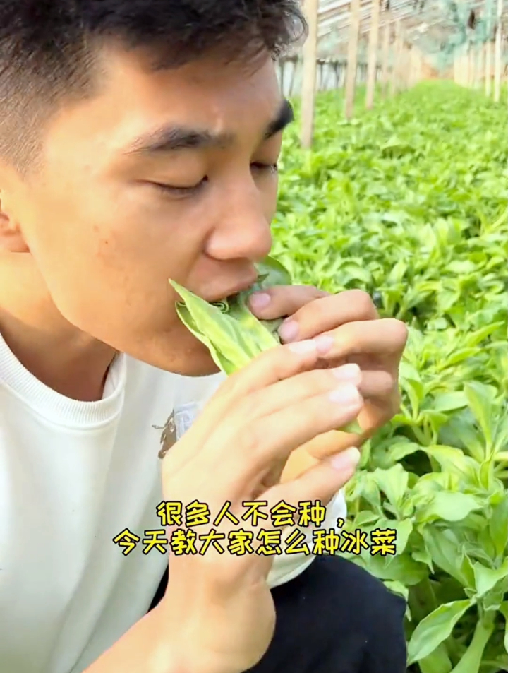 被称为贵族蔬菜的水晶冰菜,北京某超市1斤卖30元,你吃过吗?