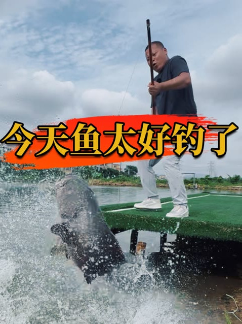 今天的鱼又大又好钓