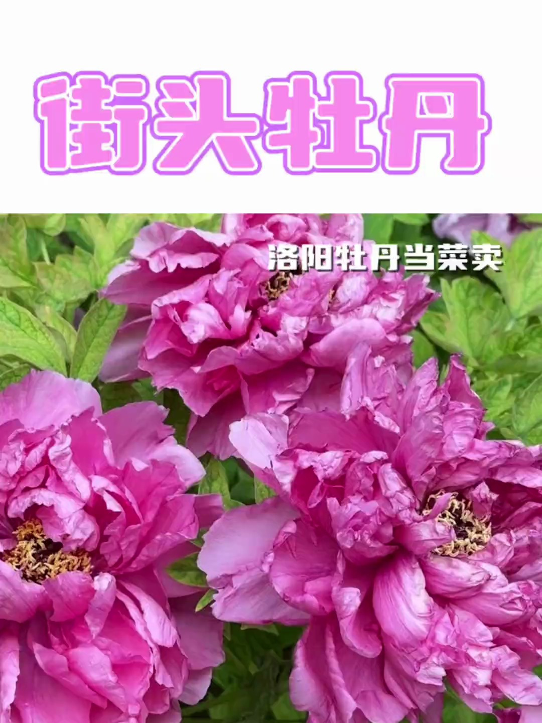 菜市场牡丹花只要一块?!洛阳人,这事你打算藏到什么时候?