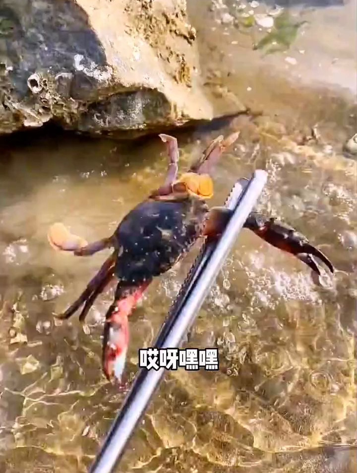 这龙尾鱼也太大了