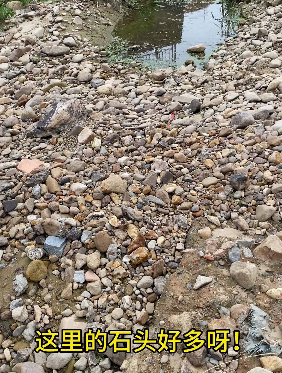 鱼缸造景全过程 装备全靠捡 捡到什么样的材料就做什么样的造景