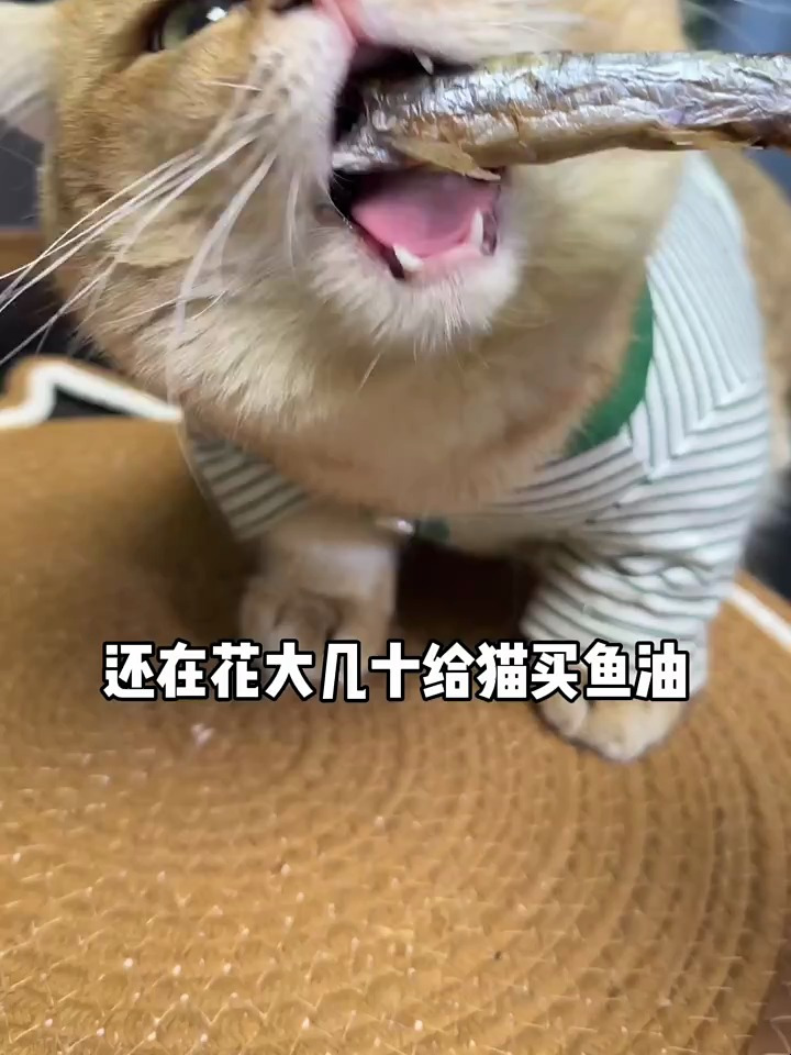 经常给猫咪吃多春鱼,不仅可以增肥发腮对毛发也嘎嘎好