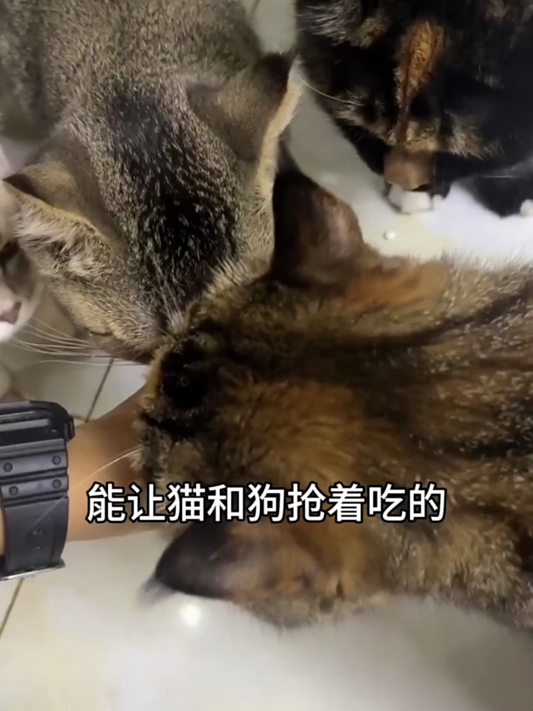 一整块的鲭鱼肉猫咪狗狗都爱吃