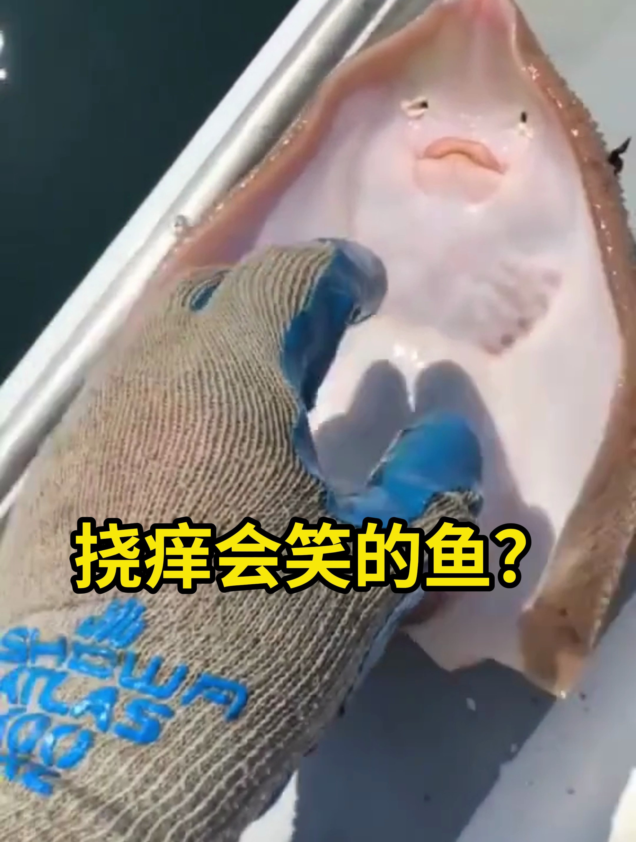 鳐鱼,挠痒会笑的鱼?