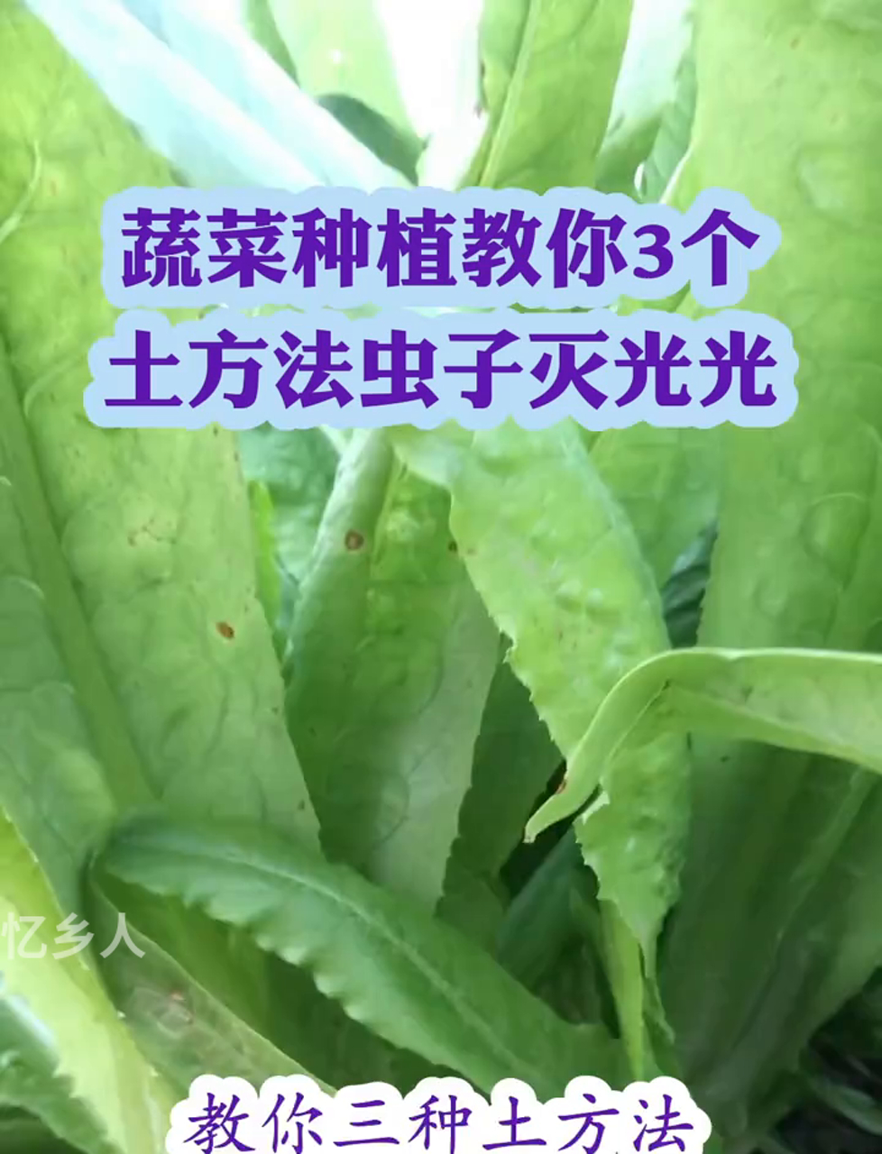 搞定蔬菜虫害,试试这三个土招,虫子一个不留