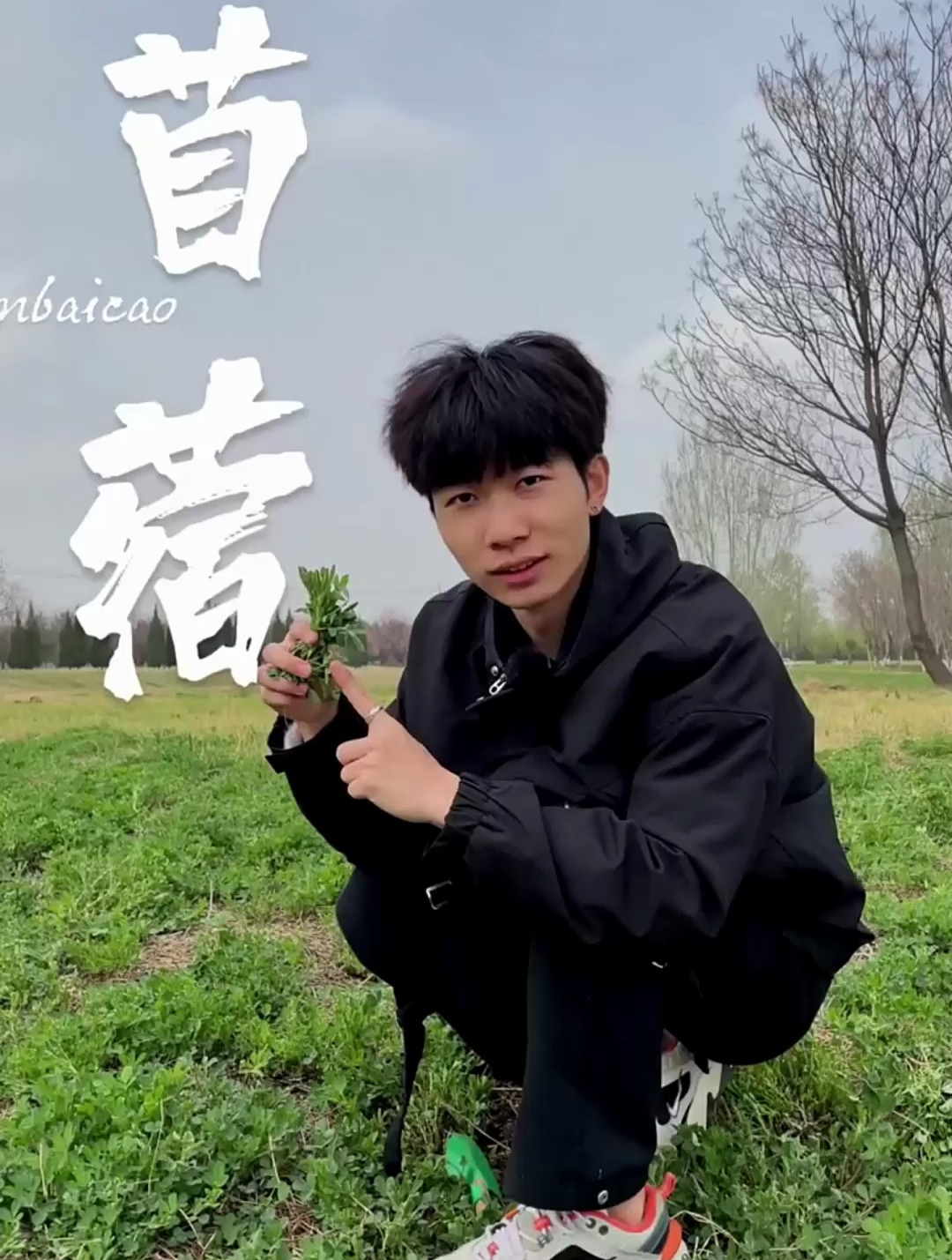 苜蓿,常见的野菜,你吃过吗
