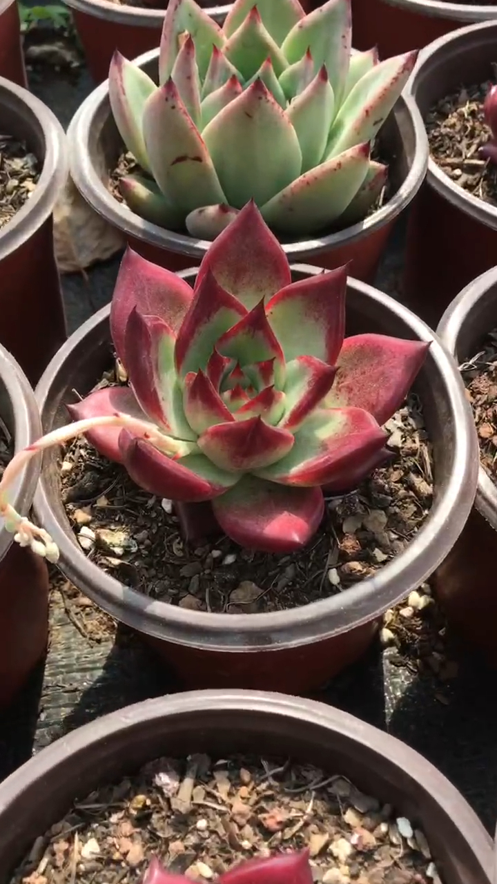 云南的多肉种植园,有着各种各样的多肉们,你能认出哪些品种呢?