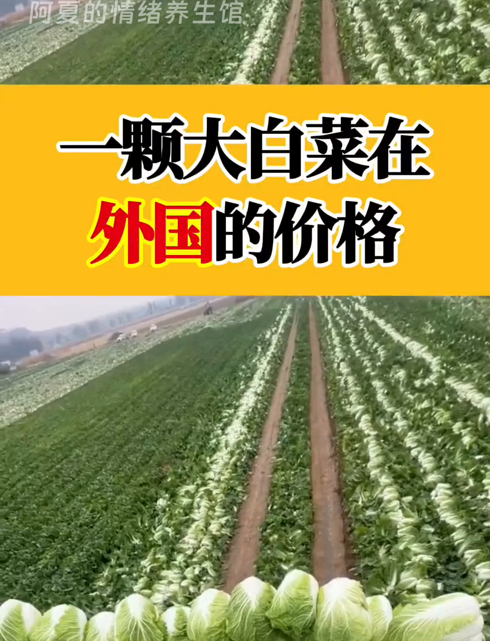 国外一棵大白菜卖多少钱?