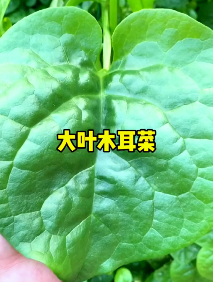 大叶木耳菜清脆好吃,掌握2个种植技巧,在家种几颗爬的比人高!