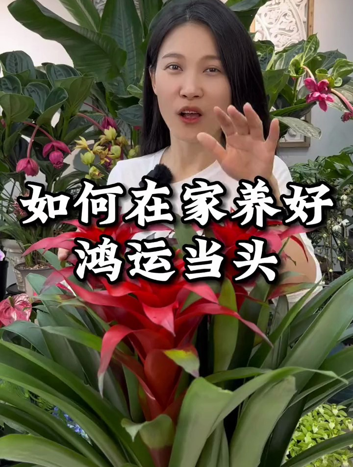 如何在家里养好鸿运当头